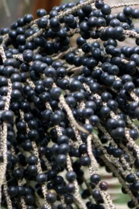 Açaí