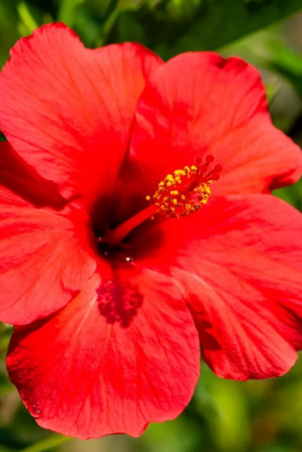 Hibisco